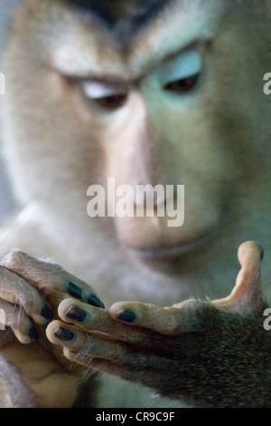 Singe regarde ses mains Banque D'Images
