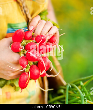 Gros plan sur femme mûre, de radis bio jardinière de légumes verts, concept de saine alimentation, femme qui tiennent de la nourriture dans les mains Banque D'Images
