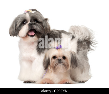 Shih Tzu, 3 ans et 9 mois, contre fond blanc Banque D'Images