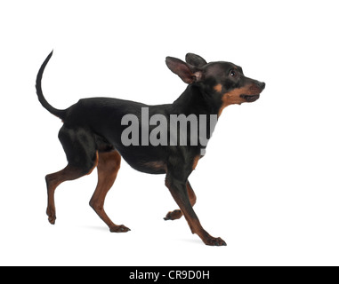 Pinscher Nain, à l'âge de 10 mois, la course contre l'arrière-plan blanc Banque D'Images