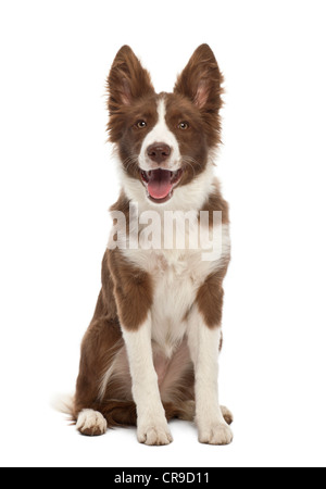 Chiot Border Collie, âgé de 5 mois, assis contre un fond blanc Banque D'Images