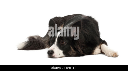 Border Collie, 1 ans, avoir menti sur fond blanc Banque D'Images