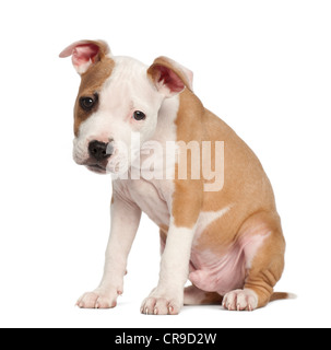 American Staffordshire Terrier puppy, 2 mois, standing against white background Banque D'Images