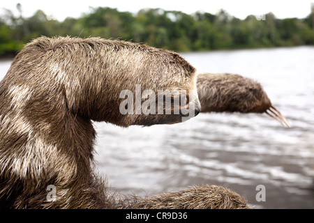 Sloth à côté du fleuve Amazone au Brésil Banque D'Images