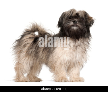 Braque Allemand, 4 ans, standing against white background Banque D'Images