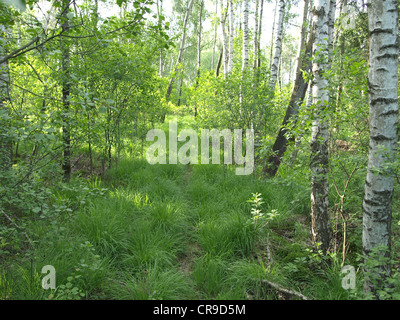 Bois et prairie dans l'Arrach haute lande / Wald und Wiese im Hochmoor Arracher Banque D'Images