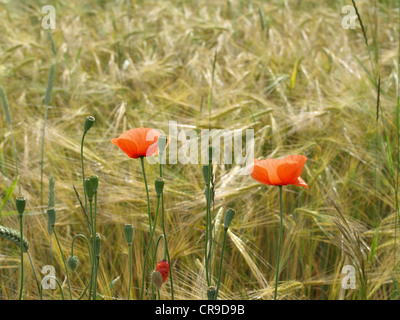 Coquelicot Papaver rhoeas / / Klatschmohn Banque D'Images