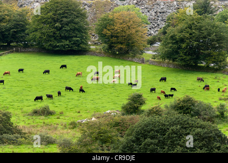 Vaches qui paissent à Dartmoor à Cornwall Banque D'Images