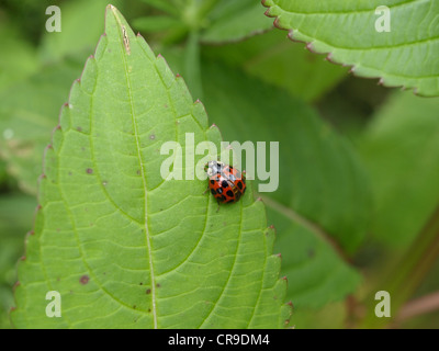 Coccinelle, Coccinellidae / Marienkäfer / ladybug Banque D'Images