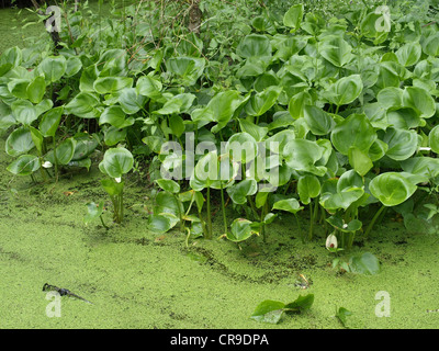 Calla, bog arum, calla des marais Calla palustris / / Sumpf-Calla Drachenwurz, Banque D'Images