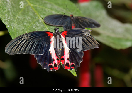 Schmetterlinge in der Natur - papillon dans la nature Schmetterling - Papillon Banque D'Images