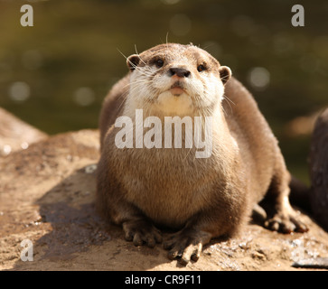 Portrait d'un Short-Clawed Oriental Otter Banque D'Images