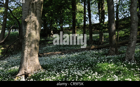 Une colonie de l'ail sauvage dans les forêts, Barth Bridge, Dent, Cumbria, Angleterre Banque D'Images