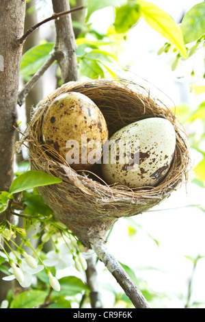 Oeufs dans le nid d'oiseau Banque D'Images