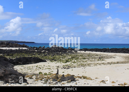 Plage sur l'île de Genovesa aux Galapagos Banque D'Images