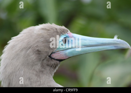 Détail de bec de pieds rouges rouge Îles Galapagos Équateur Banque D'Images