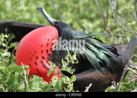 Oiseaux Frégate îles Galapagos équateur Avec La Gorge Rouge