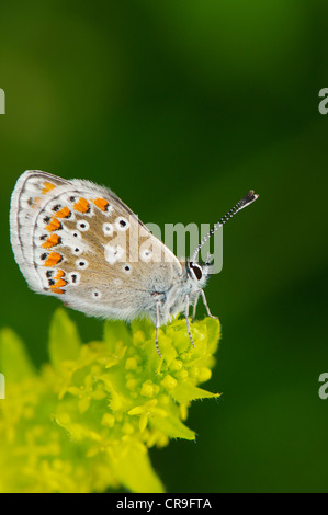 Papillon Argus brun mâle se dorant dans soleil du matin pour s'échauffer avant le vol. Banque D'Images