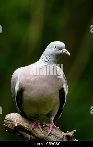 Un ramier (Columba palumbus) alertly perché sur une souche d'arbre. Banque D'Images