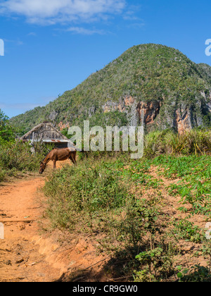 Un cheval solitaire se dresse dans un sentier rouge en face d'une maison dans les zones rurales de l'ouest de Cuba avec un mogote Hill dans l'arrière-plan. Banque D'Images