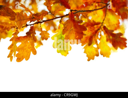 Feuilles de chêne isolé sur fond blanc, selective focus Banque D'Images