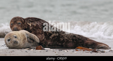 Les Phoques gris (Halichoerus grypus) sur la plage sur l'île de Helgoland. Banque D'Images