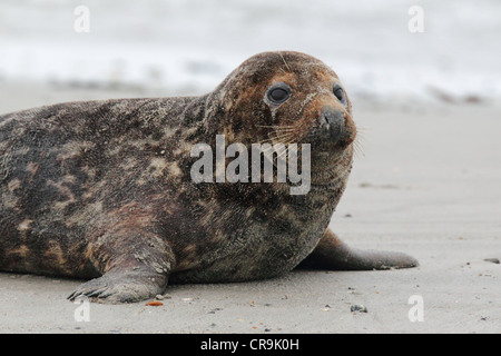 Phoque gris (Halichoerus grypus) sur la plage sur l'île de Helgoland. Banque D'Images