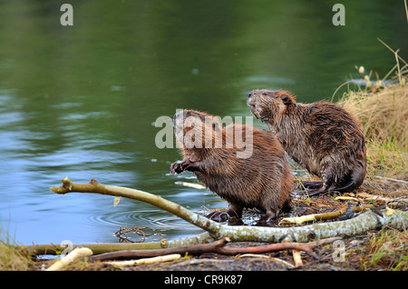 Deux castors sauvages sur le bord d'un lac debout sur leurs pattes arrière pour avoir une meilleure vue sur les environs. Banque D'Images