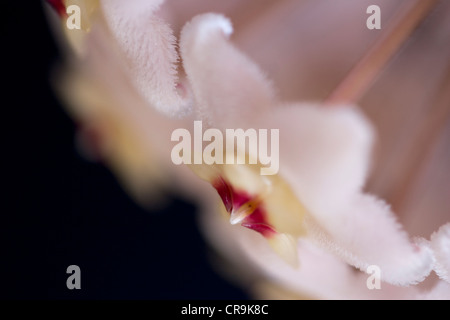 Fleurs de carnosa ou de cirage de Hoya Banque D'Images
