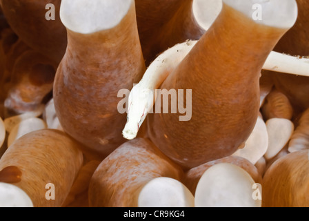 Les champignons, syngnathes Siokunichthys nigrolineatus, Détroit de Lembeh, Sulawesi, Indonésie, Pacifique Banque D'Images