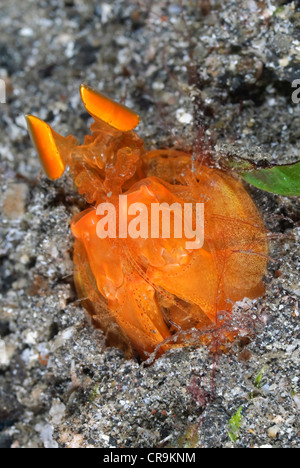 Crevettes Mantis Orange, Lysiosquilloides mapia, Détroit de Lembeh, Sulawesi, Indonésie, Pacifique Banque D'Images