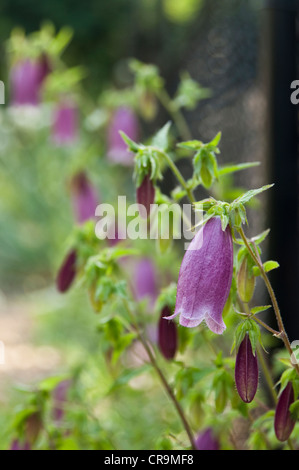 Campanula, également connu sous le nom de Korean bell flower, est une plante vivace qui fleurit à la fin du printemps et au début de l'été dans le New Jersey. Banque D'Images