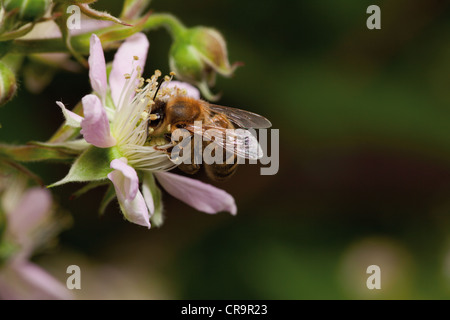 Abeille recueille nectar des fleurs, gros plan de fleur blackberry Banque D'Images