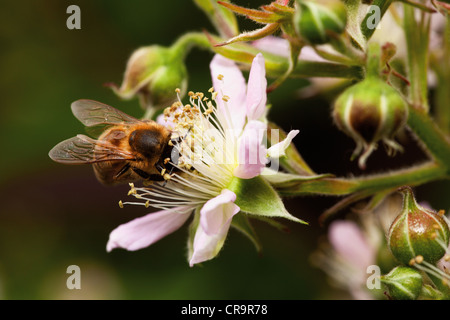 Abeille recueille nectar des fleurs, gros plan de fleur blackberry Banque D'Images