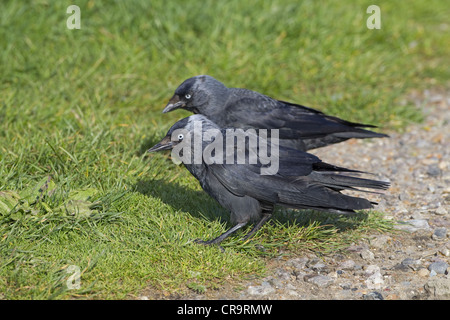 Corvus monedula choucas se nourrissant de sol Banque D'Images