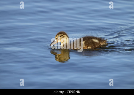 Le colvert Anus platyrhyncha caneton à 2semaines Banque D'Images