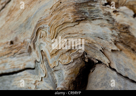 Vue détaillée de l'écorce des arbres altérés, Hobart, Tasmanie, Australie Banque D'Images
