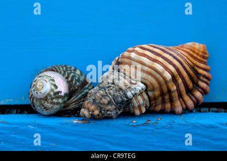 Deux coquillages sur la surface bleue, Tasmanie, Australie Banque D'Images