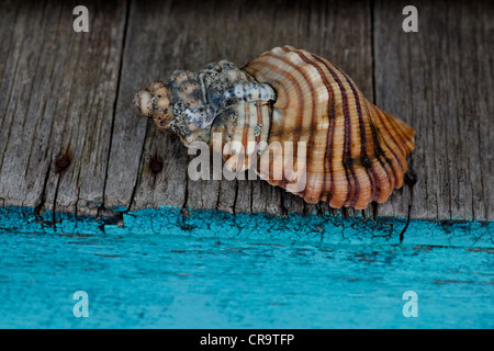 Seashell sur surface en bois, Tasmanie, Australie Banque D'Images