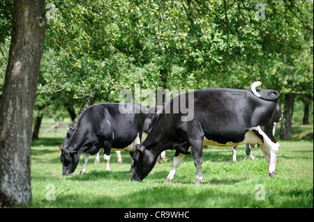 Le pâturage des vaches laitières de race Frisonne dans un verger, Somerset UK Banque D'Images