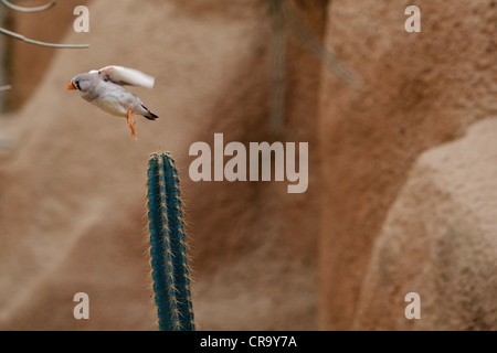 Zebra Finch, Taeniopygia guttata (anciennement Poephila guttata) en vol Banque D'Images