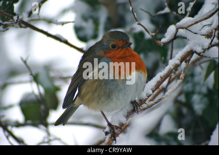 Robin assis sur une branche enneigée prise à Haugh, près de Bradford on Avon, Royaume-Uni Banque D'Images