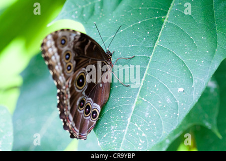 Papillon hibou Caligo Memnon reposant sur leaf voir aussi CR9YD6 et CR9YEN Banque D'Images