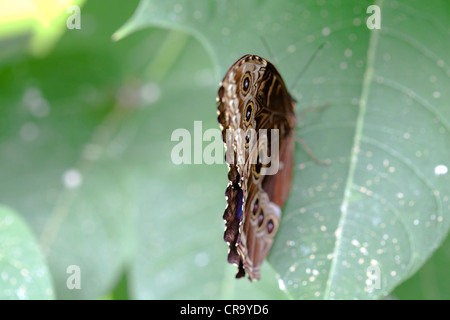 Papillon hibou Caligo Memnon reposant sur leaf voir aussi CR9YEN ET CR9YBP Banque D'Images