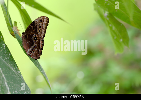 Papillon hibou Caligo Memnon reposant sur leaf voir aussi CR9YD6 et CR9YBP Banque D'Images