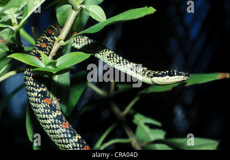 Chrysopelea ornata Ornate, sinhaleya Flying Serpent, Sri Lanka Banque D'Images