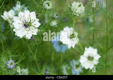 Bleu et blanc Nigella damascena fleurs, ou l'amour dans un brouillard. Banque D'Images