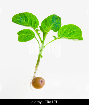 Plant de pomme de terre à partir de la germination des pommes de terre sur un fond blanc Banque D'Images