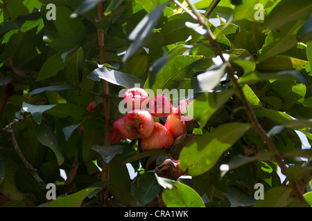 Pomme d'eau, Syzygium samarangense javanica, S., Myrticeae. Jardins du sommet, Gamboa, République de Panama, Amérique Centrale Banque D'Images