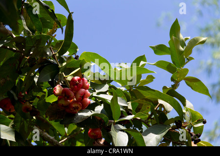 Pomme d'eau, Syzygium samarangense javanica, S., Myrticeae. Jardins du sommet, Gamboa, République de Panama, Amérique Centrale Banque D'Images